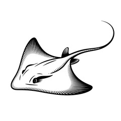 Stingray sketch with flat diamond shape and tail line, transparent background.