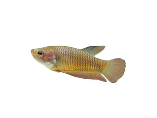 siamese fighting fish