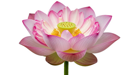 Isolated Lotus