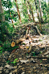 Fototapeta premium Massive Trees Being Cut Down – Shocking Look at Deforestation and Forest Destruction. Cutting Down Large Trees – The Alarming Reality of Global Deforestation. Why Are So Many Trees Being Cut Down?