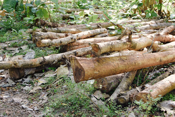 Massive Trees Being Cut Down – Shocking Look at Deforestation and Forest Destruction. Cutting Down Large Trees – The Alarming Reality of Global Deforestation. Why Are So Many Trees Being Cut Down?