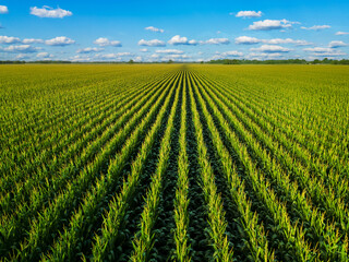 real photo of lush green cornfield at sunset in golden hour, background