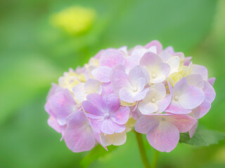 梅雨から初夏の公園や花壇を彩るアジサイのある風景。木漏れ日の光でボケた景色。ぼんやりした花畑のイメージ