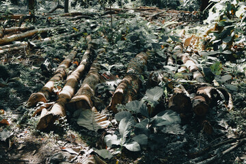 Massive Trees Being Cut Down – Shocking Look at Deforestation and Forest Destruction. Cutting...