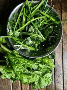 Close up of fresh wild garlicwith white flower and chard, spinach and nettle leaves forage allotment organic garden in a metal colander on a wooden table flat lay view outdoors early Summer day light