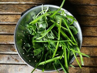 Close up of fresh wild garlicwith white flower and chard, spinach and nettle leaves forage...