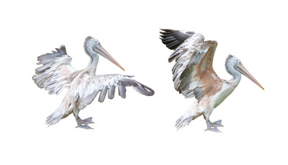Set of white pelicans spreading their wings isolated on white background.