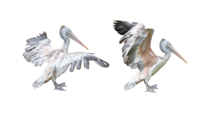 Set of white pelicans spreading their wings isolated on white background.