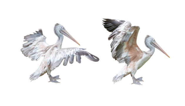 Set of white pelicans spreading their wings isolated on white background.