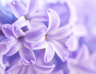 Close Up Purple Hyacinth Blossoms Soft Focus