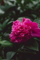 red peony flowers with green leaves close up