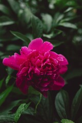 red peony flowers with green leaves close up
