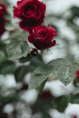 red rose in the rain