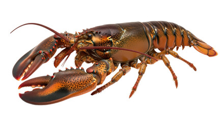 Isolated Lobster