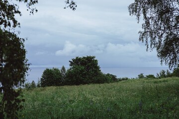 trees in the field