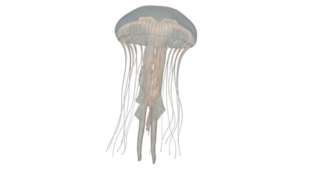 Isolated Jellyfish