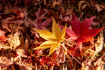 埼玉県秩父市で撮影した紅葉したモミジと落ち葉の秋の自然風景です。赤や黄色に色づいた葉が地面に重なり、晩秋ならではの情緒と日本の季節感を感じさせる一枚。観光、旅行、アウトドア、自然イメージ、季節の素材、秋のイメージとして幅広くご利用いただけます。