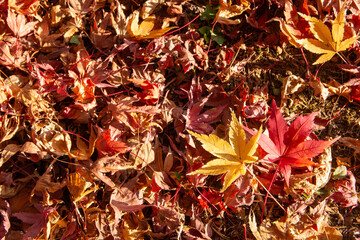 埼玉県秩父市で撮影した紅葉したモミジと落ち葉の秋の自然風景です。赤や黄色に色づいた葉が地面に重なり、晩秋ならではの情緒と日本の季節感を感じさせる一枚。観光、旅行、アウトドア、自然イメージ、季節の素材、秋のイメージとして幅広くご利用いただけます。
