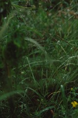 morning dew on the grass