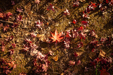 埼玉県秩父市で撮影した紅葉したモミジの落ち葉。地面に舞い落ちた赤い葉が秋の深まりを感じさせる日本の季節感あふれる一枚。観光や旅行、秋のイメージ、自然素材、背景やデザイン素材、リラックス・癒しのイメージとしても最適です。