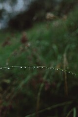 morning dew on the grass
