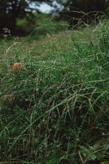dew on the grass