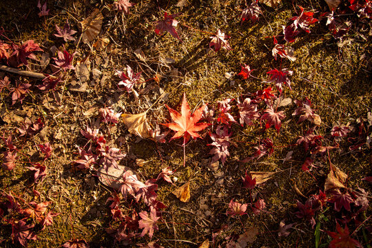 埼玉県秩父市で撮影した紅葉したモミジの落ち葉。地面に舞い落ちた赤い葉が秋の深まりを感じさせる日本の季節感あふれる一枚。観光や旅行、秋のイメージ、自然素材、背景やデザイン素材、リラックス・癒しのイメージとしても最適です。