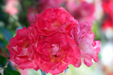 Colorful rose on nature background