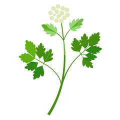 coriander-flower-on-white-background