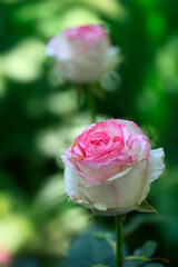Colorful rose on nature background