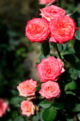 Colorful rose on nature background