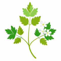 coriander-flower-on-white-background