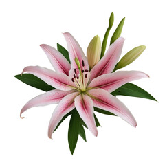 Naklejka premium pink lily isolated on white background