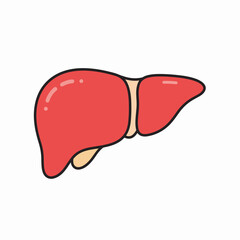 Human liver anatomy illustration. Detailed medical image showing liver structure and lobes.  Informative illustration for healthcare publications, medical textbooks, and educational materials.