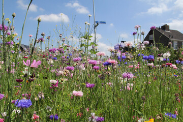 a beautiful variation of blooming cornflowers in a flowerbed in a village closeup in summer and a...