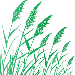Obraz premium Green reeds swaying in the wind grass nature