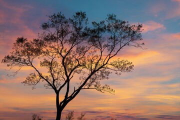 Fototapeta premium Stunning ostrya virginiana silhouette against tranquil sunset for landscape photography lovers