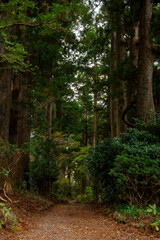 Fototapeta premium 神奈川県箱根町、旧東海道の杉並木の風景。江戸時代から旅人を見守ってきた巨大な杉の木々が立ち並ぶ、歴史的な道。荘厳で神聖な雰囲気が漂う、日本有数のパワースポット。縦構図。