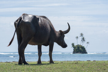 An Asian buffalo or water buffalo are eating grass on the beach. A water buffalo or Indian buffalo playing and eating fresh grass