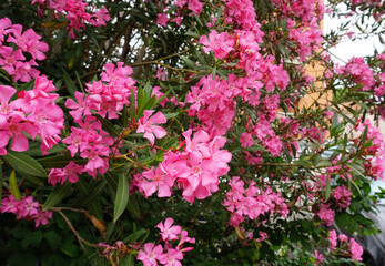 Beautiful pink flowers on street. Closeup view of bright pink cluster of flowers of nerium oleander...