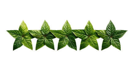 Five-Leaf Arrangement: A striking visual, a line of five meticulously arranged, fresh green leaves, each shaped like a five-pointed star, evokes nature's elegant and organic design.