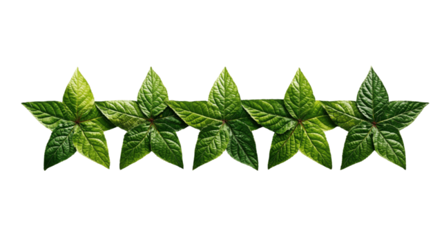 Five-Leaf Arrangement: A striking visual, a line of five meticulously arranged, fresh green leaves, each shaped like a five-pointed star, evokes nature's elegant and organic design. - Powered by Adobe