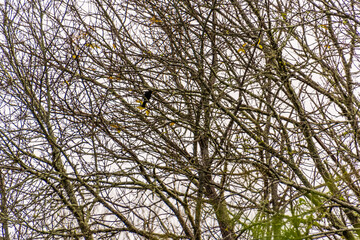 Turdus merula pertenece a la familia Turdidae.	