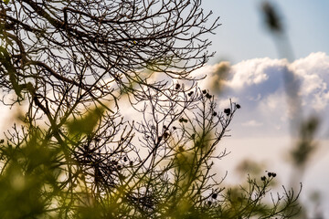 Flora en la Corujera, Isla de Tenerife.