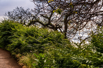 Paisaje en la Corujera, Isla de Tenerife.