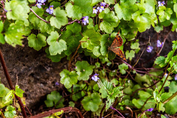 Pararge aegeria pertenece a la familia Nymphalidae.