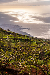 Paisaje en la Corujera, Isla de Tenerife.