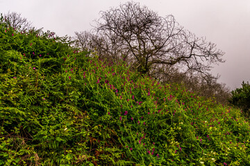 Flora en la Corujera, Isla de Tenerife.