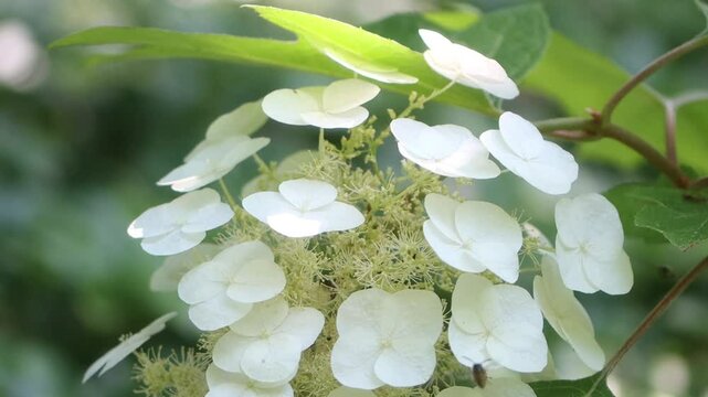 Oak-leaved hydrangea, white filigree flowers and green leaves of the oak-leaved hydrangea, many insects and buds on white petals, insects flying around