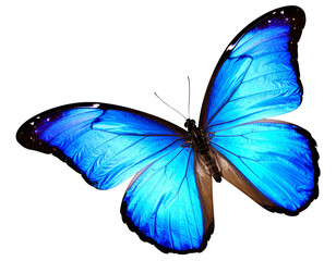 Beautiful blue butterfly in full body close-up portrait, flying with grace. Generativ